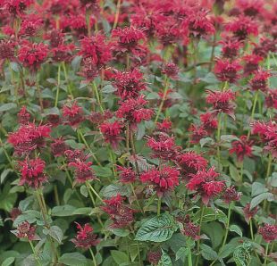 Monarde rouge