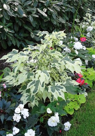 Abutilons Panaché, feuille verte et blanche