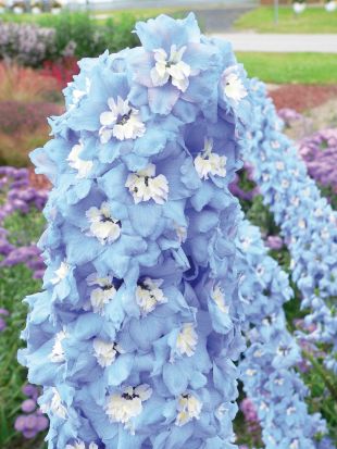 Delphinium nain bleu clair et blanc