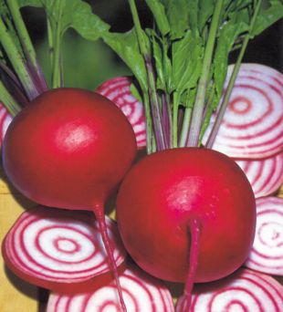 Betterave Rouge Chioggia