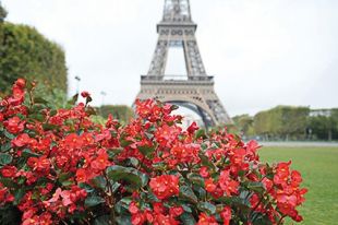 Bégonia Big rouge feuilles bronze