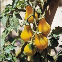 Tomates poire jaune