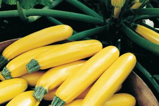 Courgette jaune