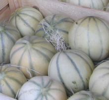 Melon Charantais lisse