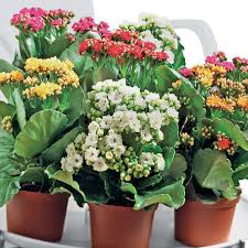 Kalanchoés variés