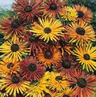 Rudbeckia Chim Chiminée