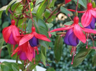 Fuschia Droit