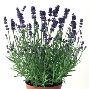 Lavandula Angustifolia