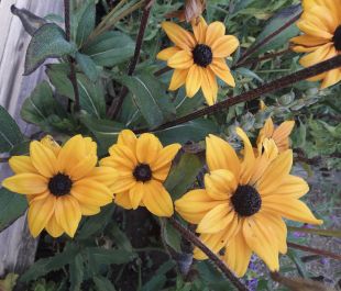 Rudbeckia Indian Summer