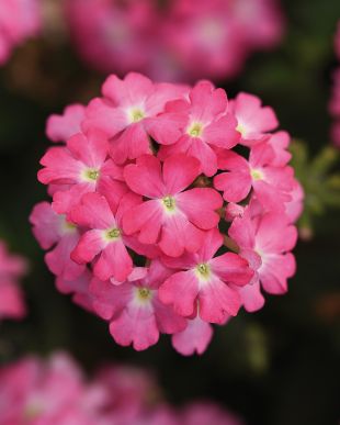 Verveine Retombante rose (gros pot)