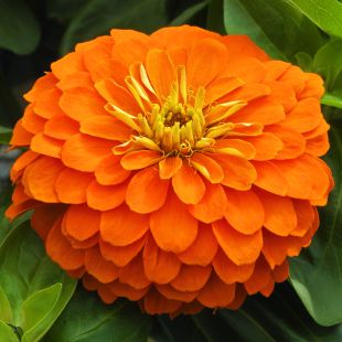 Zinnia nain Elegans Mondo orange