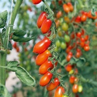 Tomate Trilly type cerise alongée