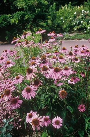 Rudbeckia vivace pourpre