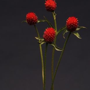 Gomphrena Haageana qis red