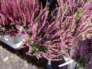 Calluna pot de diamètre 12