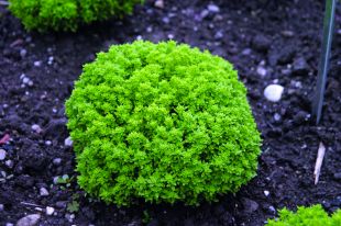 Basilic Fin vert nain (gros pot)