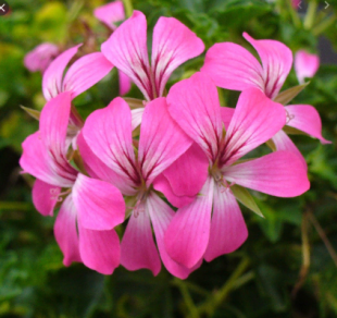 Géranium Lierre Simple Desrumeaux