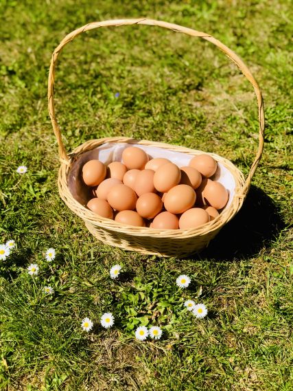 panier d'oeufs