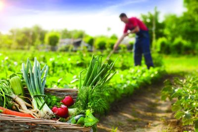 Innovation solidaire : un éco-lieu de l’économie agricole dans le Jura