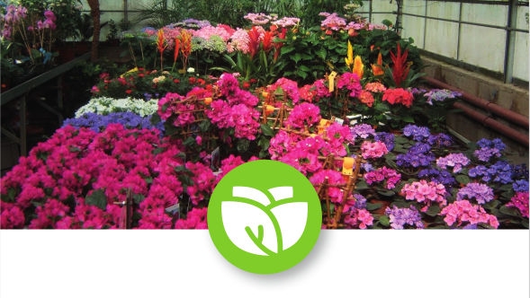 Vente en ligne de fleurs et plants en pot